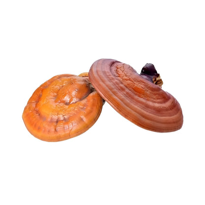 Ganoderma Lucidum Tea